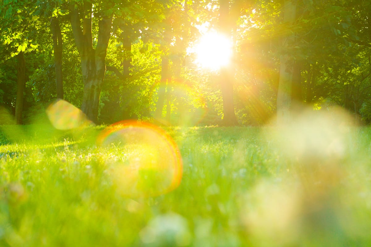 Créer son jardin soi-même et petit à petit : les pièges à éviter